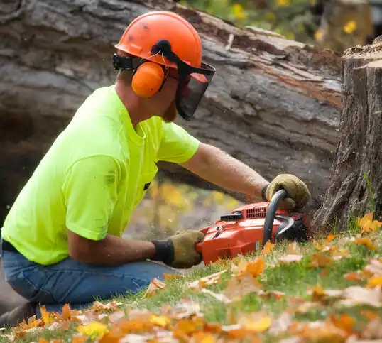 tree services Westfield Center